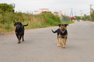 two puppies running on the road