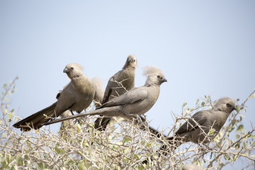 Obraz premium go-away-bird in Namibia on a bush
