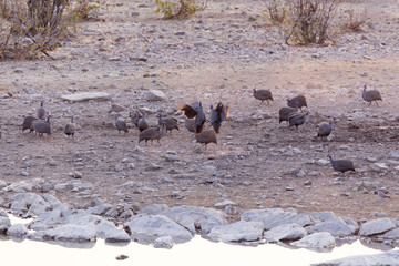 Obraz premium Two helmeted guineafowl fighting
