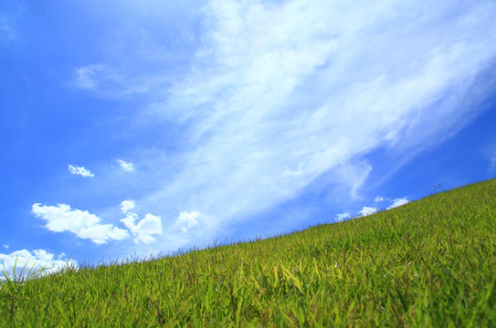 Green field under a blue sky