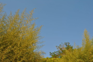 Trees with blue sky