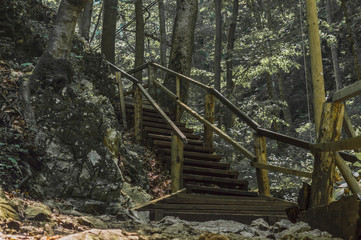 Old wooden staircase in forest