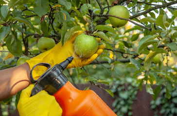 Gardener applying insecticidal fertilizer for fruit apples and protects against fungus, aphids