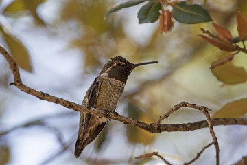 Hummingbird in the shadows of a tree