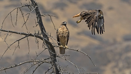 Birds hawk flying at park