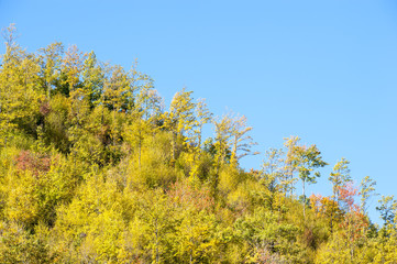 Fototapeta premium Autumn colours