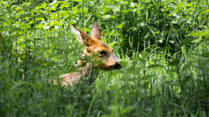 Reh im Gras versteckt