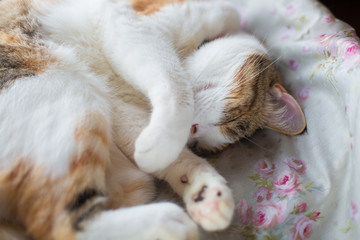 cute calico cat sleeping peacefully