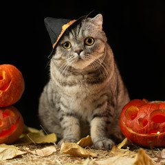 Scary halloween pumpkin Jack-o-lantern and cat in the hat on a black background