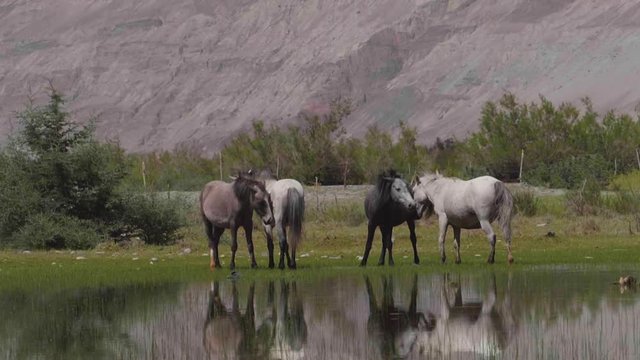Nubra Valley landscape with horse and water reflection, Leh, Ladakh district, India, Slow motion.