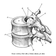 Thoracic vertebrae anatomy vintage illustration clip art isolated on white background with description