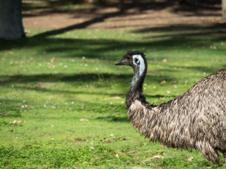 Bird of Australia Emu