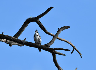 Pied Kingfisher