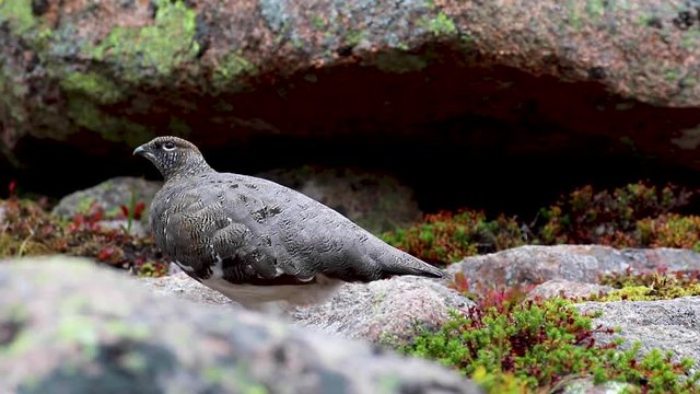 female ptarmigan (Lagopus muta) walking amongst the scree in late august in the cairngorms national park, scotland.