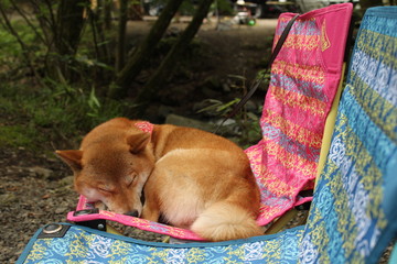 キャンプで眠る柴犬