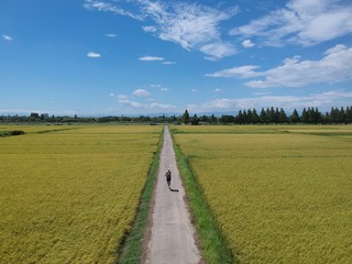 Runner on countryside road through rice fields