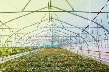 Many orange flowers in the greenhouse. The production and cultivation of flowers. Huge plantation of Gazania