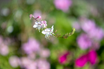 White pink flower