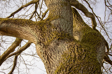 Emporragender Baum