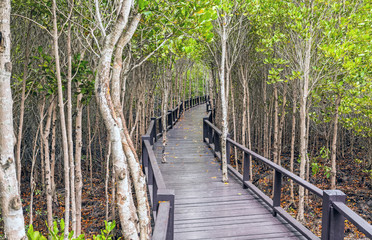Fototapeta premium Wooden bridge the forest mangrove at Petchaburi, Thailand