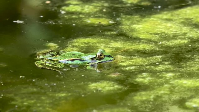 Common European Frog In Water