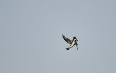 Pied Kingfisher