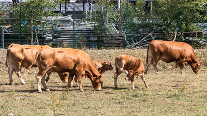 Cows on a meadow