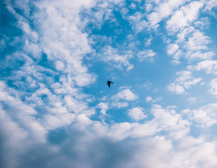 Heavenly bird in the clouds 