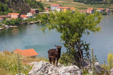 Albanian goats under a tree during a meal