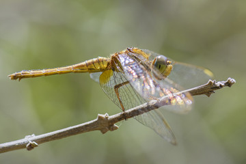 Scarlet skimmer - Crocothemis servilia, beautiful dragonfly from Sri Lankan lakes and rivers.