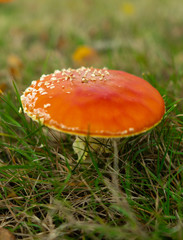 Red mushroom with white spots on grass in autumn with copy space