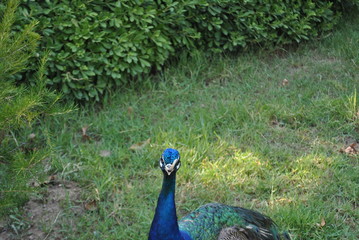 beak curve peacock