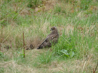 Bussard