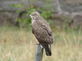 Bussard