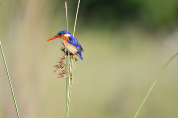 Malachite Kingfisher