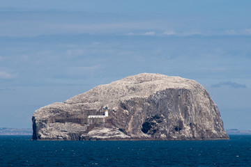 Bass Rock Gannets Firth of Forth - 219662897