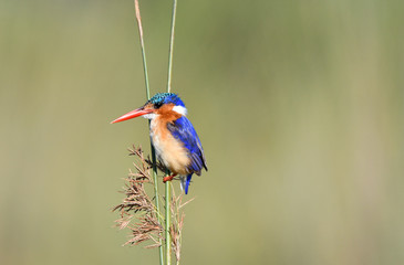 Malachite Kingfisher