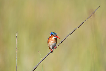Malachite Kingfisher