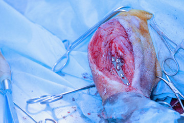 Operation paws dog in a veterinary clinic. Operation of rupture of the anterior cross linked double...