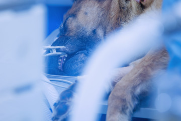 Dog in the animal hospital. Surgery operation. (Health, animal, hospital, treatment, medicine...
