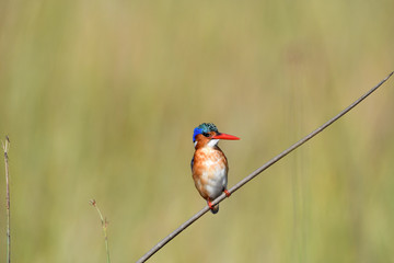 Malachite Kingfisher