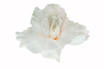 The flower of the white peony is not blown to the end close-up.