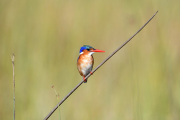 Malachite Kingfisher