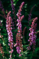 Salvia flowers are pink in the sunlight.