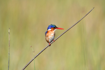 Malachite Kingfisher