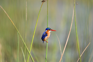 Malachite Kingfisher