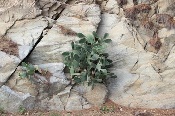 cactus sur une parois rocheuse