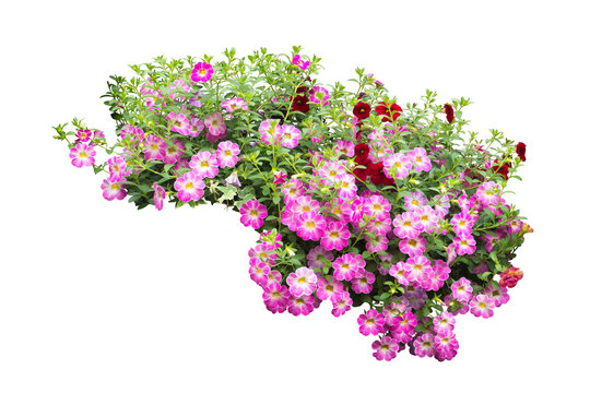flower bush tree isolated  plant on white background with clipping path