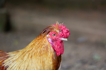 Red crest rooster