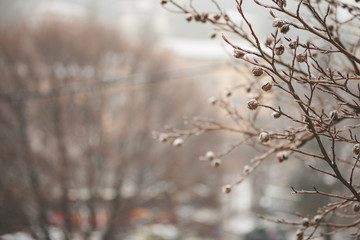 Winter cold nature ice and snow